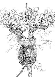 Image result for Psorospermum mechowii