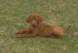 Use the options below to find your perfect canine companion! Vizsla Puppy For Sale Adoption Rescue For Sale In Rushford Minnesota Classified Americanlisted Com