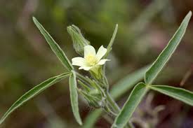 Image result for Hibiscus sidiformis