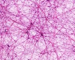 Why is the semi liquid form of loose connective tissue important? 7 Connective Tissue Ideas Tissue Histology Slides Anatomy And Physiology