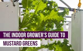 Those are mustard plants, the winemaker's friend. Get The Tips Guidelines On Growing Mustard Greens Upstart University