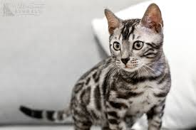 We offer a health guarantee on all of our our love for the breed comes from our first bengal, willow. Silver Bengal Cats Kittens For Sale Wild Sweet Bengals
