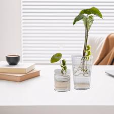 Image result for Hypolepis sparsisora