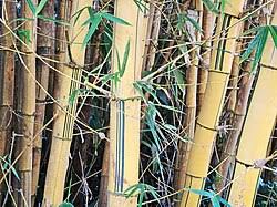 Image result for Bambusa vulgaris