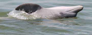 Maybe you would like to learn more about one of these? Learn About Bottlenose Dolphins In Galveston Bay Texas Gdrp