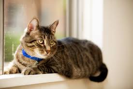 For instance, if you have a cat that is normally aloof, she may become more affectionate near. Can Cats Smell Cancer Rehome By Adopt A Pet Com