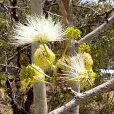Image result for Albizia tanganyicensis