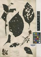 Image result for Justicia diclipteroides