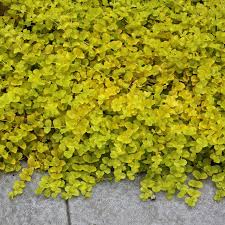 Image result for Lysimachia