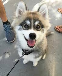 meet norman a husky pomeranian puppy that s so cute it doesn t even look real imgur pomeranian puppy husky rescue puppies