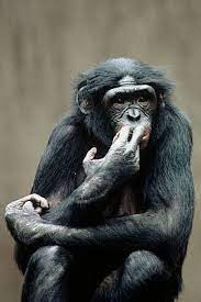 Although The Bonobo Is Probably Our Closest Relative We Still Know Very Little About The Species The One Protected Area Bonobo Laughing Animals Great Ape