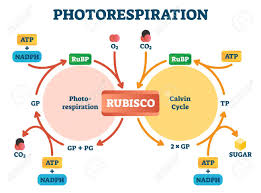 The effects of the slow carbon cycle, such as volcanic and tectonic activity are not included.]] en.wikipedia.org Photorespiration Vector Illustration Labeled Photosynthesis Education Scheme Diagram With Oxidative Photosynthetic Carbon Cycle Rubisco Photorespiration And Calvin Cycle Explanation Infographic Royalty Free Cliparts Vectors And Stock