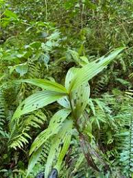 Image result for Corymborkis