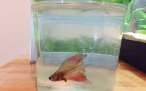 Betta Fish Tank Filter Vang Bettas