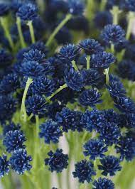 Dark Blue Real Touch Babys Breath Bush Dark Blue Flowers Artificial Flowers Amazing Flowers