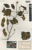 Image result for Buddleja pulchella
