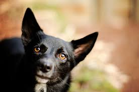 Check spelling or type a new query. Five Things You Need To Know Before Starting A Pet Photography Business