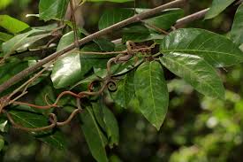 Image result for Saba comorensis