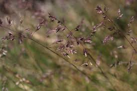 Image result for Poa binata