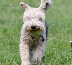 Image result for lakeland teriér