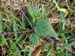 Image result for Boerhavia coccinea