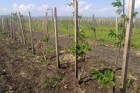 Easily convert hectare to square meter, convert ha to m 2. PlantaÈ›ia De Nuci Chandler Profit De 22 000 De Euro La Hectar Din Recolta De NucÄƒ È™i PuieÈ›i