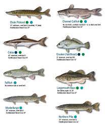 Fish Identification Maryland Fishing Regulations 2021 Eregulations