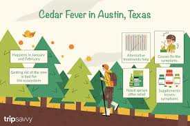 cedar fever what to know for your trip to austin