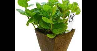 How To Grow Growing Mint From Seed Part 3 Urdu Hindi Growing Mint Seeds Growing