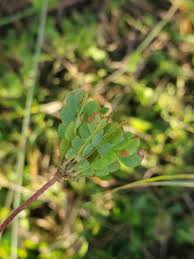 Image result for Biophytum abyssinicum
