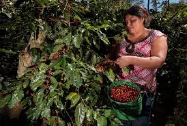 BLUE HARVEST HONDURAS