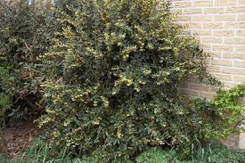 Image result for Berberis julianae