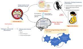 Autism spectrum disorder (asd) is a developmental disorder that is marked by two unusual kinds of behaviors: Illustration Of Autism Spectrum Disorder Asd And Its Association With Download Scientific Diagram