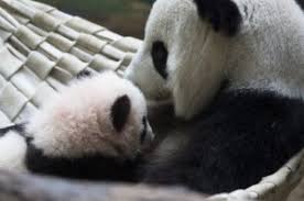 Lun Lun & Yang Yang