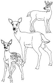 Print the flashcards and cut them. Mother And Baby Deer Coloring Pages Bestappsforkids Com