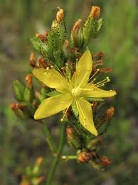 Image result for Hypericum scioanum