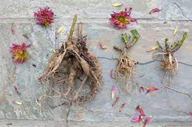Gout tubers can be planted in a herb patch, requiring 29 farming and completion of eadgar's ruse, in order to produce goutweeds. Diy How To Store Dahlia Tubers In Winter Gardenista
