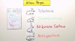 Der wärmeverlust einer großen körperoberfläche kann auch durch ein enormes körpervolumen relativiert werden. Allensche Regel Erklarung Ubungen