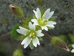 Image result for Cerastium afromontanum