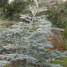 Check spelling or type a new query. Eucalyptus Pulverulenta Baby Blue At San Marcos Growers