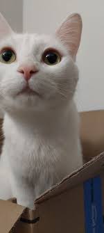 my little dumpster baby kaneki