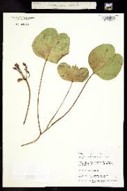 Image result for Ipomoea chloroneura