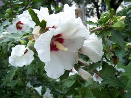 Image result for Hibiscus nigricaulis