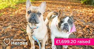 The french bulldog is a small bulldog with a playful, humorous personality. Caring Compassionate French Bulldog Rescue Gb Easyfundraising Blog