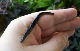 3 food & diet of hammerhead worm: Boo Gleech