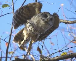 Barred Owl Barred Owl Owl Saw Whet Owl
