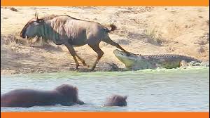 Buffaloes Rescue Baby Elephant From Lions Youtube