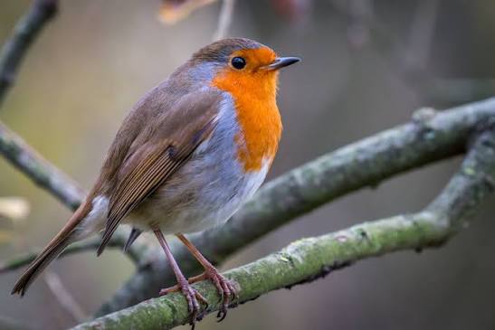 Robin