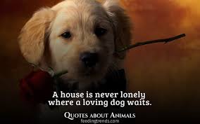 Most often they are dogs and cats, but horses, birds, rabbits, goats, gerbils, snakes, rats, mice, fish, amphibians and other species also share our homes and our lives. 30 Quotes About Animals That Will Draw You Closer To Your Pets