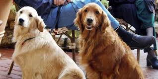 They are great with kids and other household pets. The Best Golden Retriever Names 110 Names For Your Golden
